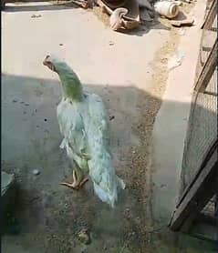 White O shamo Female | kurk murghi | Aseel shamo |aseel hen | breeder