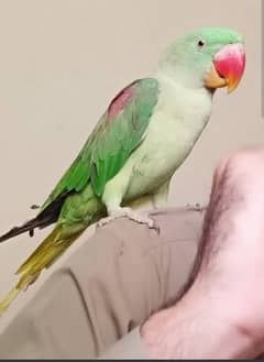 talking Bird