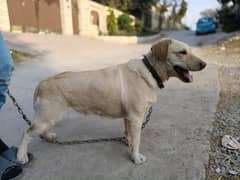 Female American Labrador