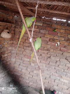 parrots pair