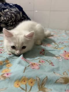 Persian kitten