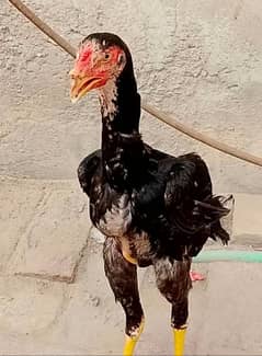 Shamo