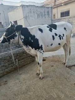 qurbani ka liya khobsurat bachi