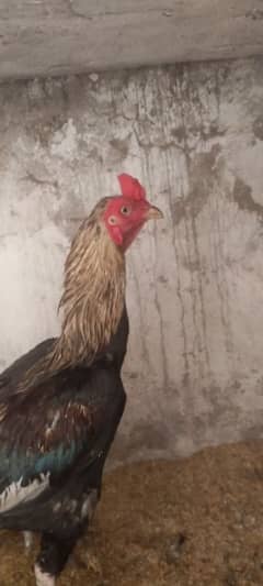 pair for sale