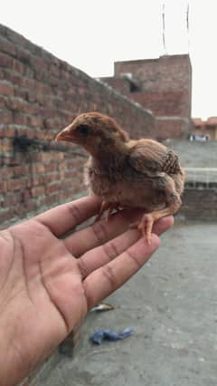 Aseel Java chicks (chuzy) available age 25 days Healthy Active