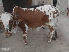 For qurbani چولستانی
