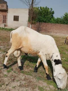 Qurbani