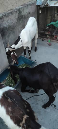 bakra