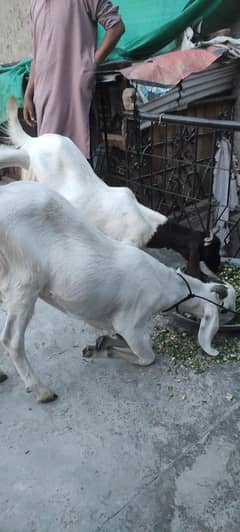 bakra