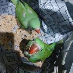 2 raw perrot. male and female  0332-6080100 WhatsApp