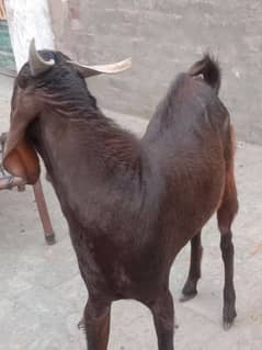 qurbani ka Bakra donda andal