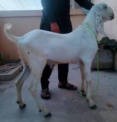 Bakra