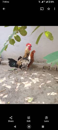 desi murga aur murgi jori