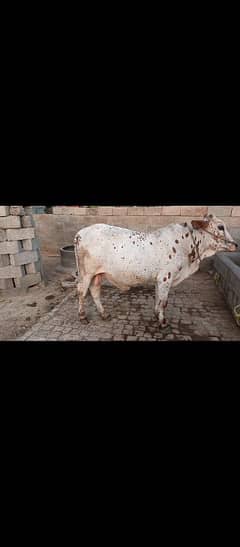 3 Male bulls for sale