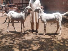 bakra for eid