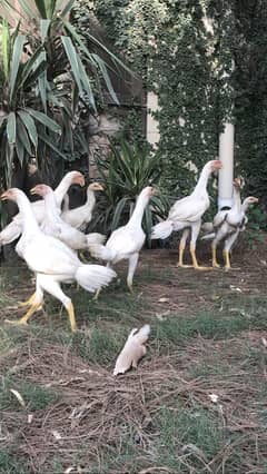 Aseel Shamo breeder white male