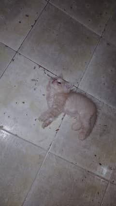 1 month baby golden