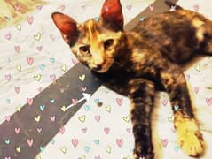 cats