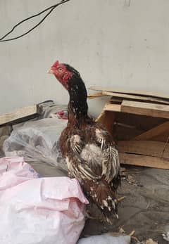 Top quality Aseel hens