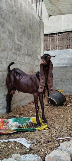 Bakra