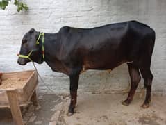 qurbani