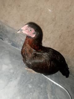 aseel murgi for sale achy nasel ki ha