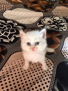 kitten For sale