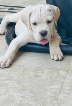 CANE CORSO (WHITE)