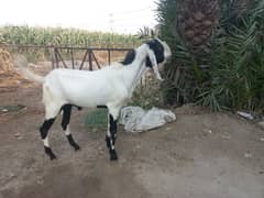 bakra for eid ul adha
