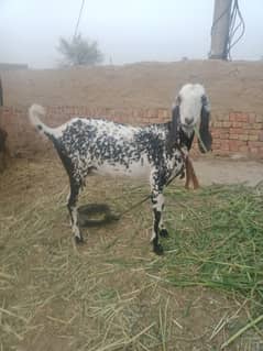Beautiful Beetal Nuqra Goat for Sale – Ideal for Qurbani & Breeding