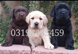 Labra | British Labra | American Labra puppy For Sale | 03198435459
