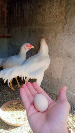 Aseel Heera pair adult female cruk he