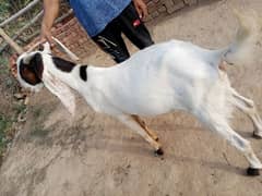 8 Bakry for sale