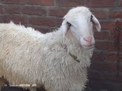 qurbani
