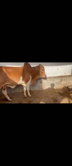 cholistani