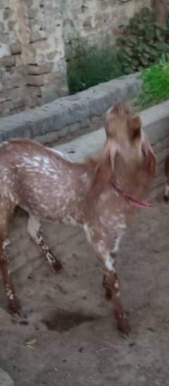 BAKRA