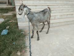 bakri