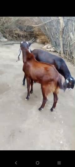 bakra for sale