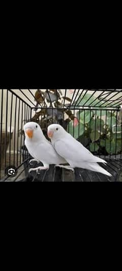 LOVE BIRD BREEDER PAIRS FOR SALE