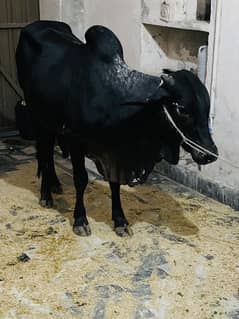 Cow