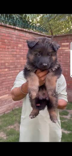 german shepherd puppy