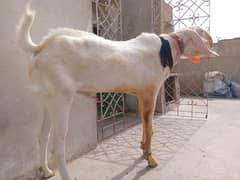rajan