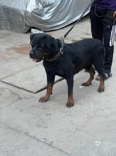 Rottweiler