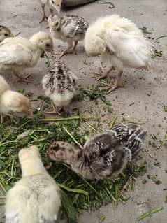Turkey Chicks