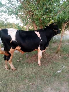 Qurbani k ley