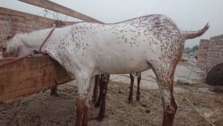 Makkhi Chhina Bakra for sale 03477484596 call wahtasp