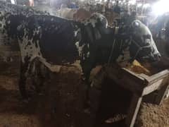cow for sale qurbani 2025