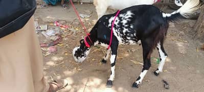 bakra