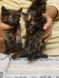 Persian cats babes