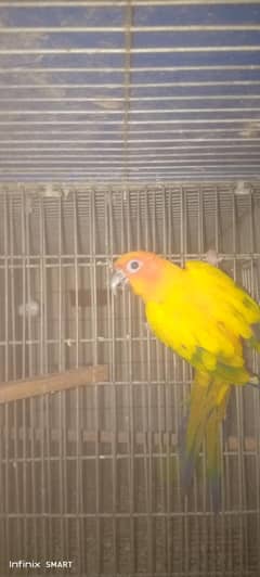 Sun
